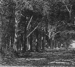 Railroad Heath woods