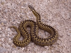 English adder