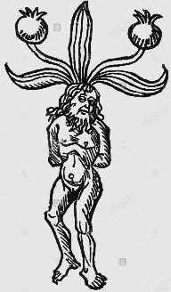 Mandrake