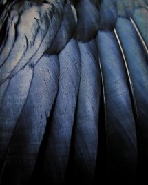 crow feathers